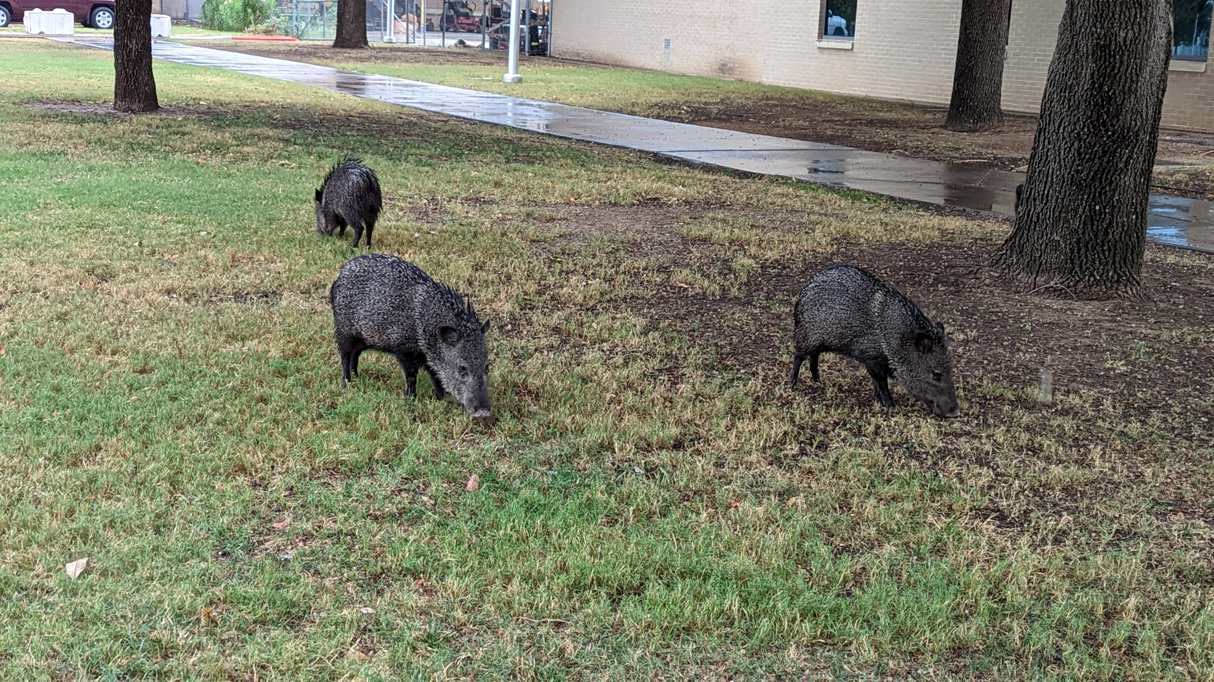 Javelina