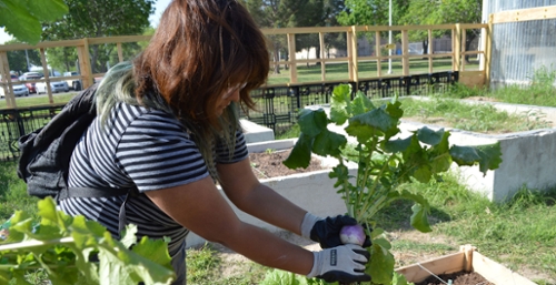 Service-learning 