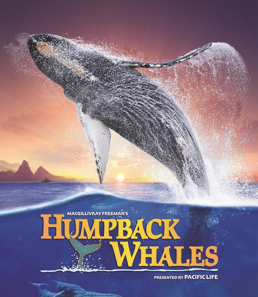 HumpbackWhales