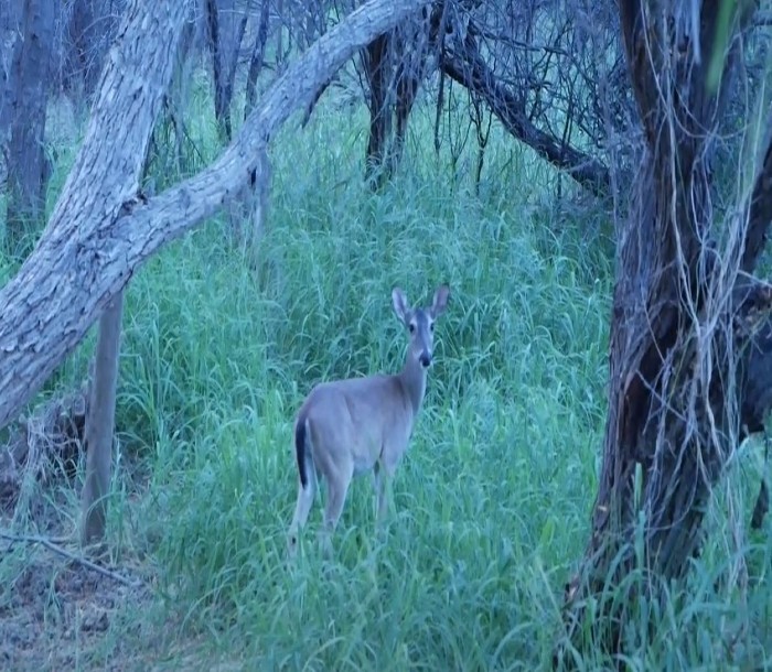 tamiu wildlife